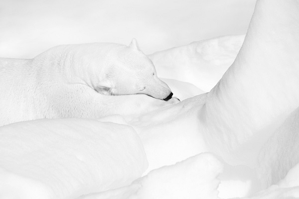 Photographie d'ours polaire en noir et blanc, en train de dormir, il semble rêver.